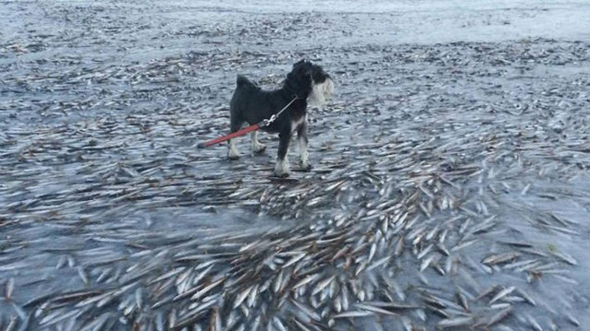 Fenomen bizar în Norvegia. O scădere bruscă de temperatură a congelat peştii din ape
