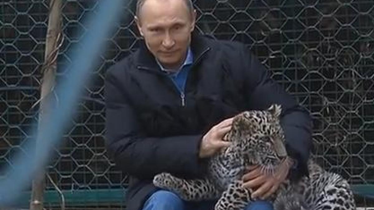 putin leopard