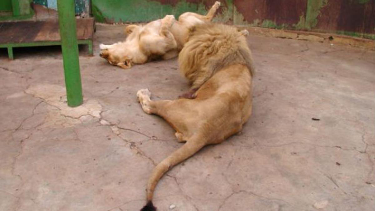 Sucevean rănit de o leoaică, la ZOO Rădăuţi
