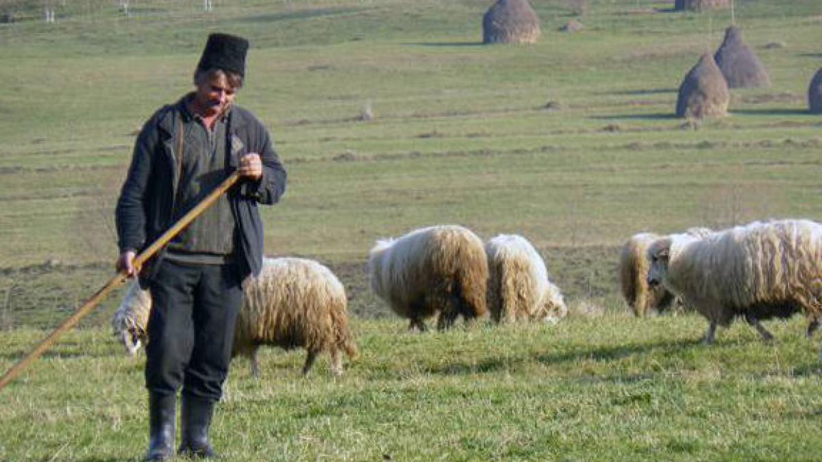 Descoperire macabră făcută în Cluj: un picior uman a fost găsit de un cioban