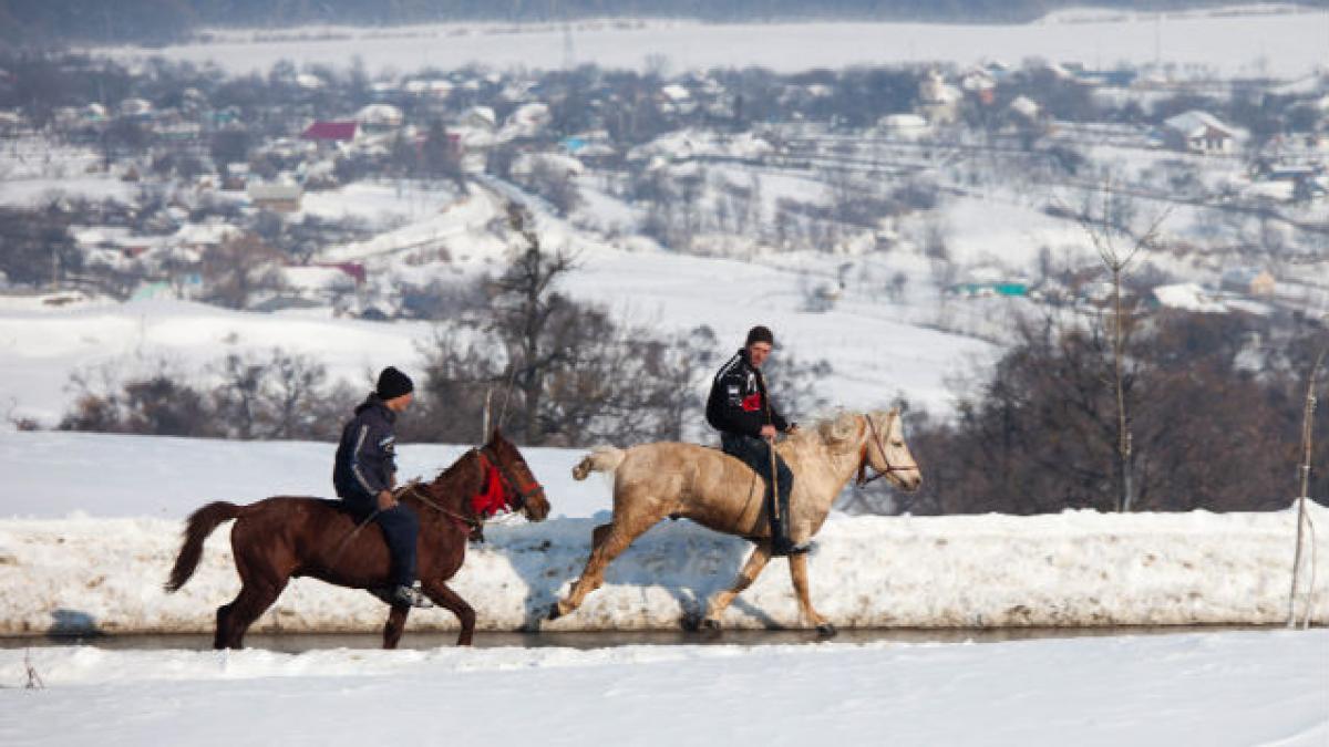 Zeci de cai descoperiţi de poliţişti la persoane suspectate de furturi de animale