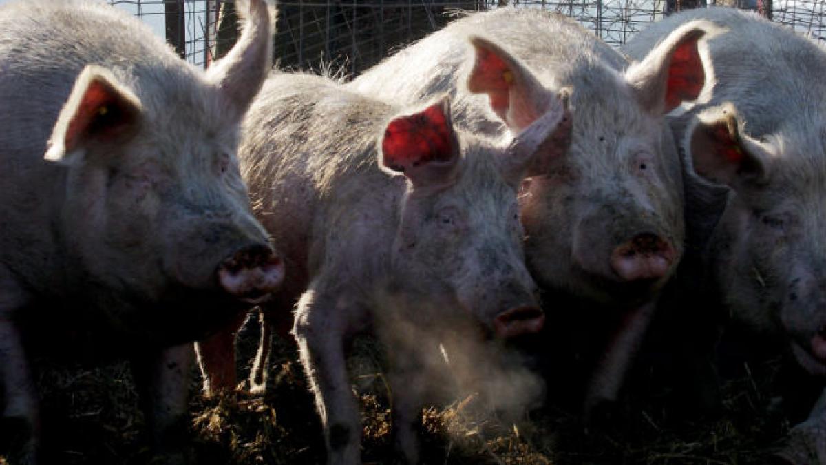 Embargou rusesc asupra cărnii de porc din UE: Rusia acceptă o msiune de experţi