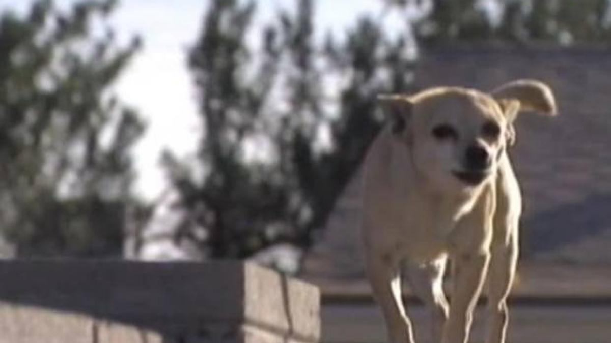 Oraş american, terorizat de haite de maidanezi din rasa Chihuahua