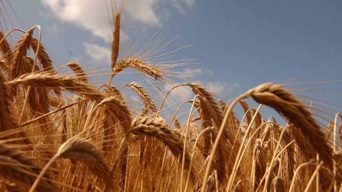 1,6 miliarde de euro pentru sprijin pe suprafaţă 