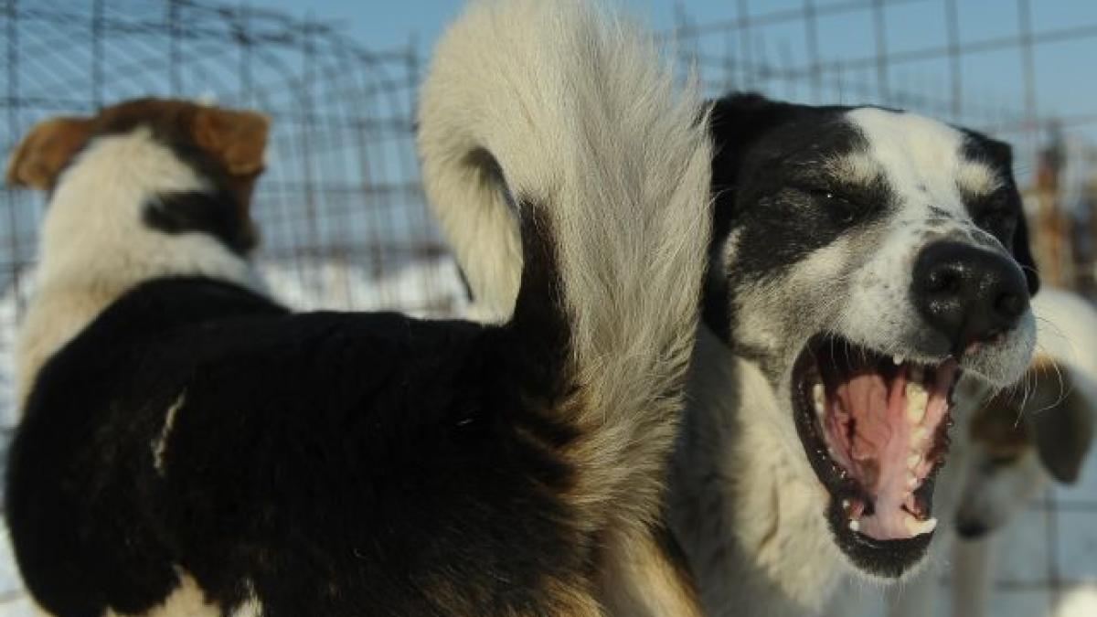 Vier Pfoten atacă la Curtea de Apel normele care permit eutanasierea maidanezilor