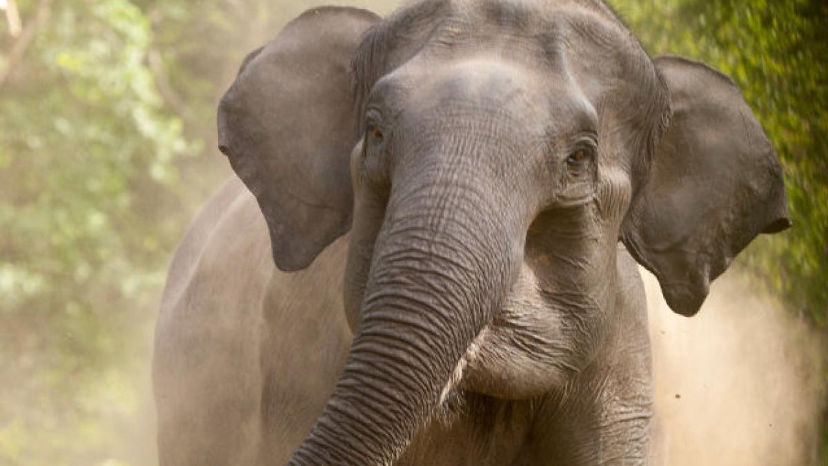 Elefant cu remuşcări. A dărâmat o casă, dar s-a întors să salveze un copil pe care îl pusese în pericol