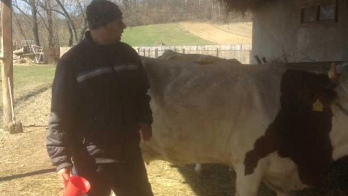 Gorj: Un primar, arestat la domiciliu, a devenit văcar
