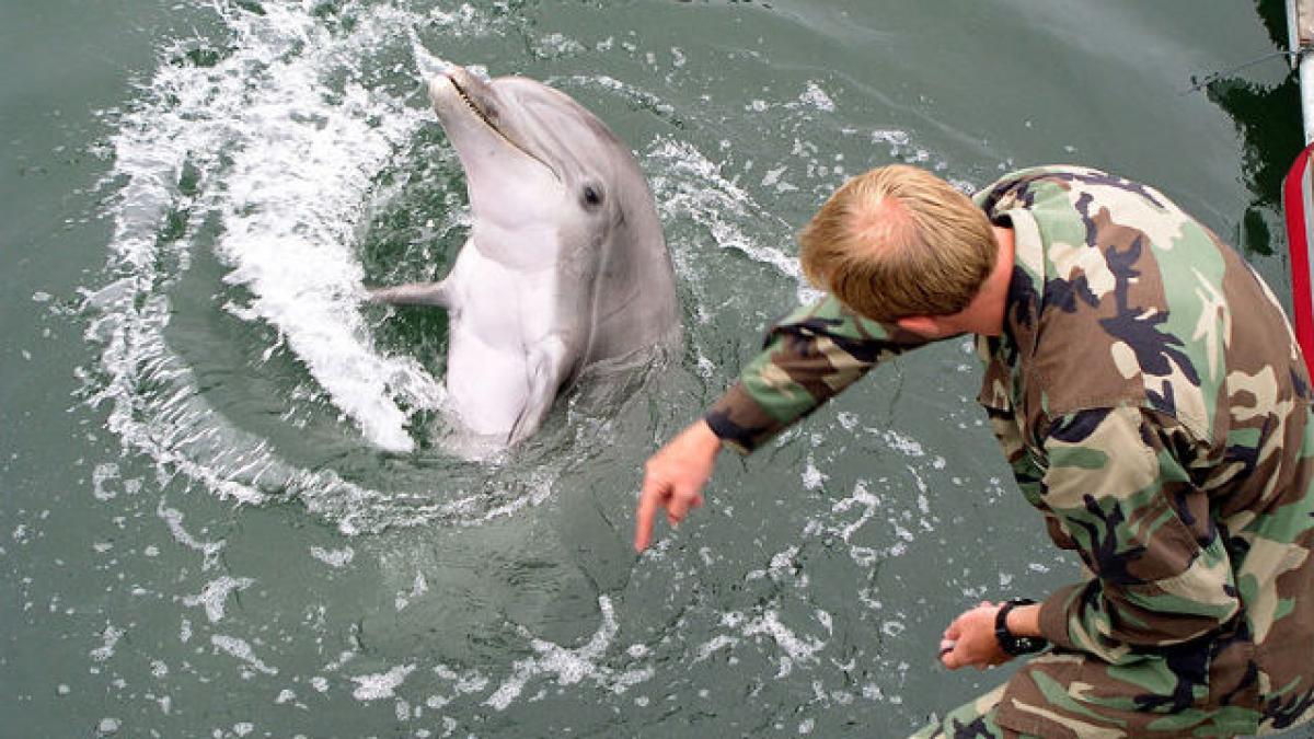 Delfinii de luptă din Crimeea, transferaţi la marina militară rusă