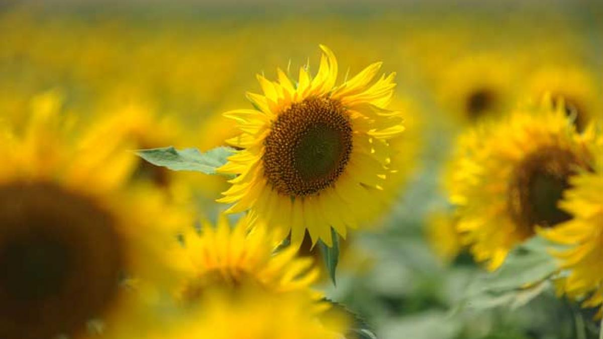 2013, producţii record în sectorul vegetal