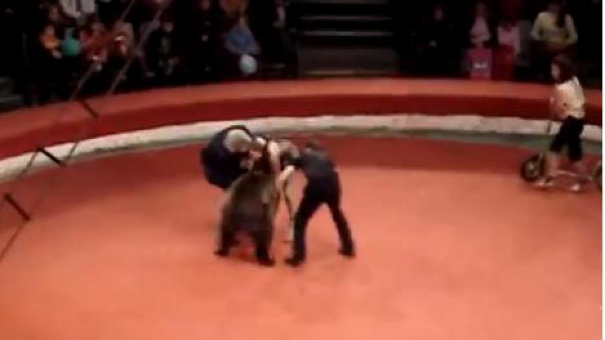 Un URS îşi ATACĂ dresoarea în arenă. Ce a urmat este INCREDIBIL! (VIDEO)