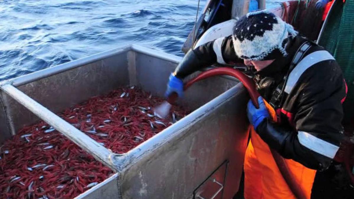 Lucrători români în industria piscicolă din Norvegia, discriminaţi la salarii