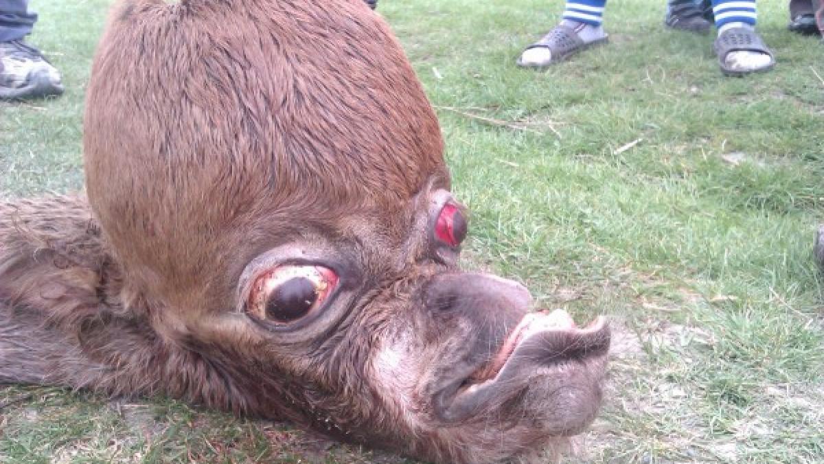 Localitate arădeană în stare de şoc. Oamenii au înlemnit când au văzut ce a ieşit dintr-o iapă (FOTO)