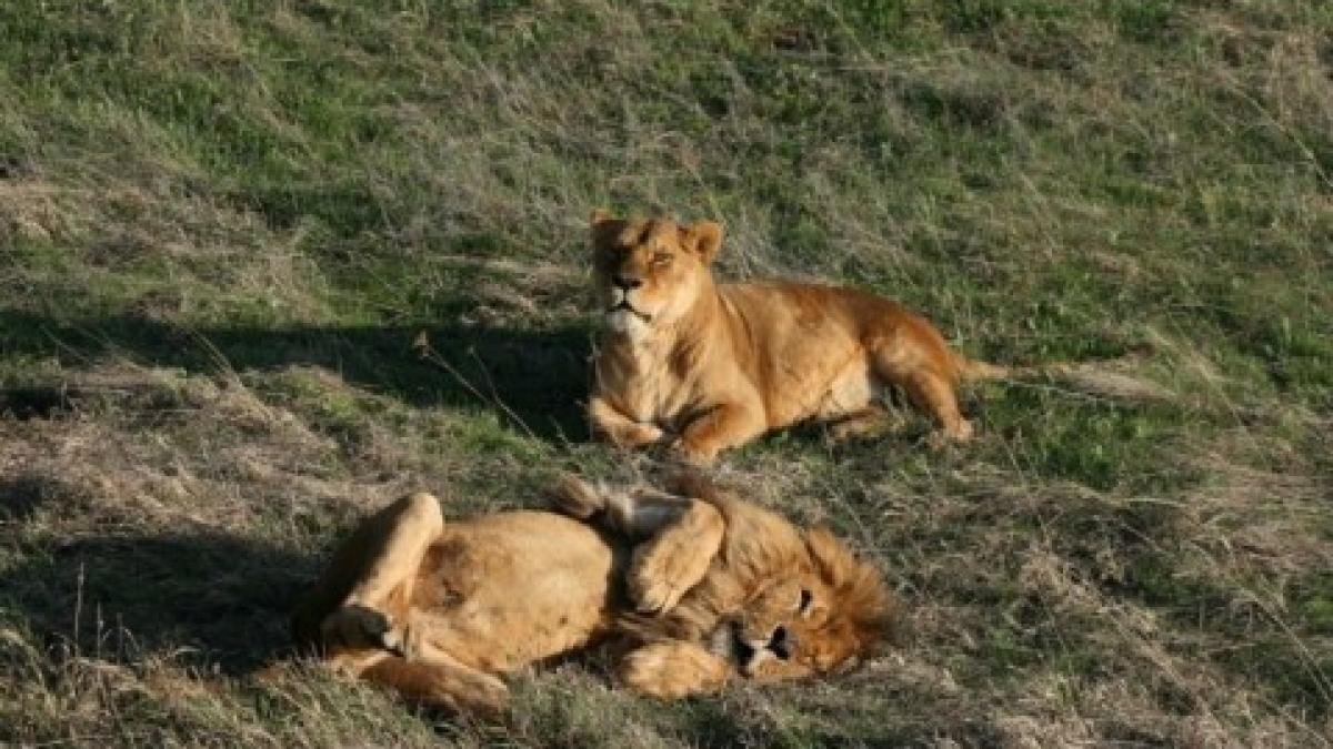 Leii dintr-un parc safari din Crimeea riscă să moară de foame