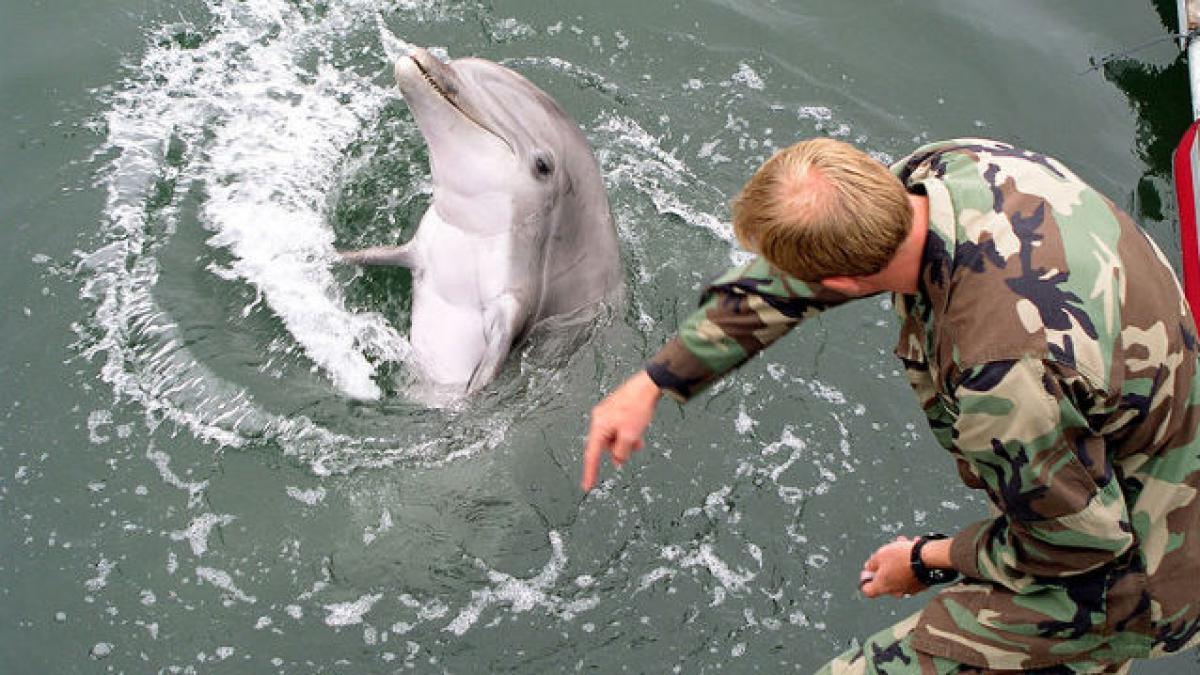 Izvestia: Delfinii ruşi s-ar putea confrunta cu delfinii americani în Marea Neagră