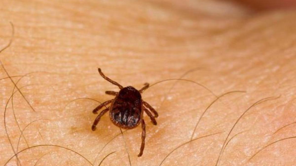 21 de persoane muşcate de căpuşe, în ultima lună, în Galaţi