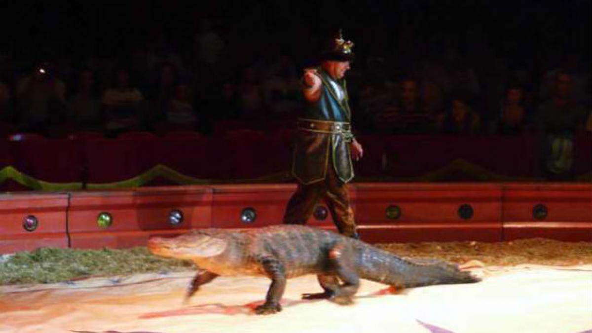 O contabilă de 120 de kilograme a strivit un crocodil de circ, căzând peste el