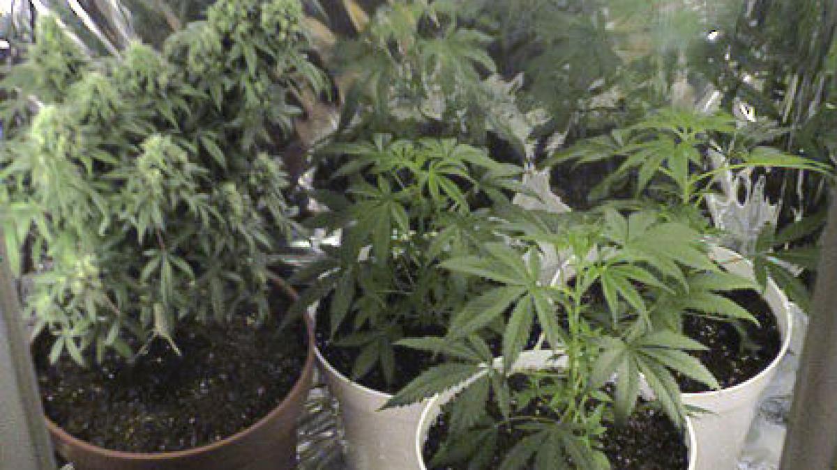 Un cultivator bucureştean de cannabis punea muzică clasică pentru ca plantele să crească mai armonios
