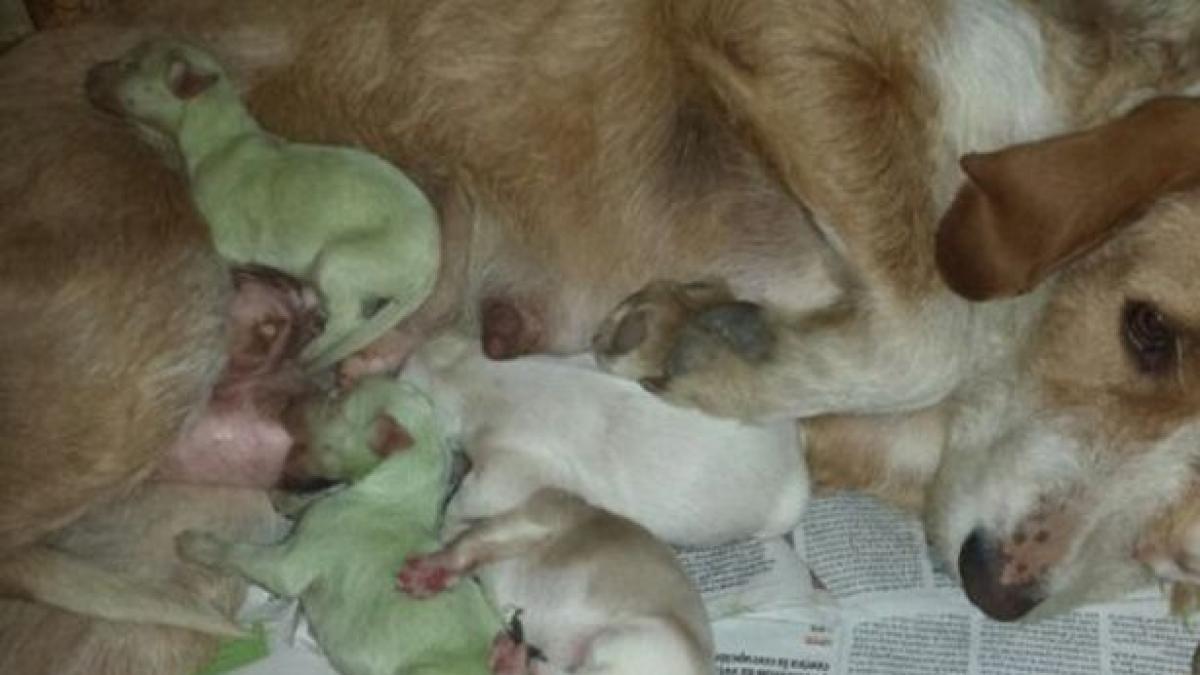 Câini născuţi cu blană verde. Din cuib au ajuns direct în laborator