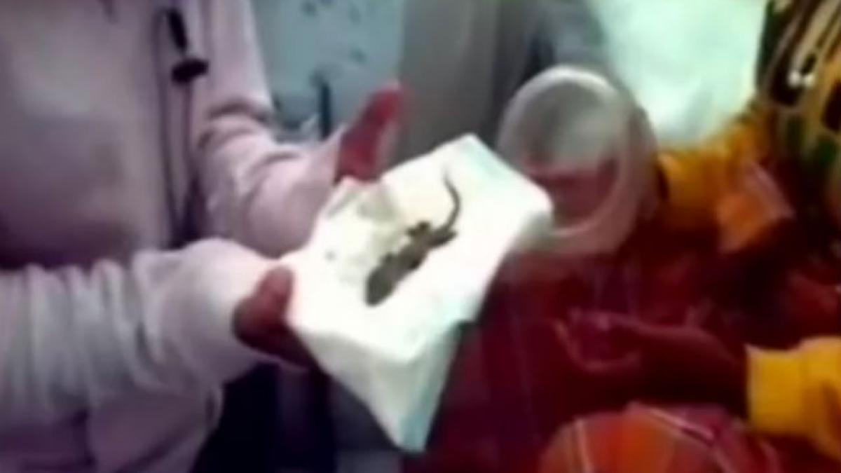 femeie nastere soparla sarcina falsa