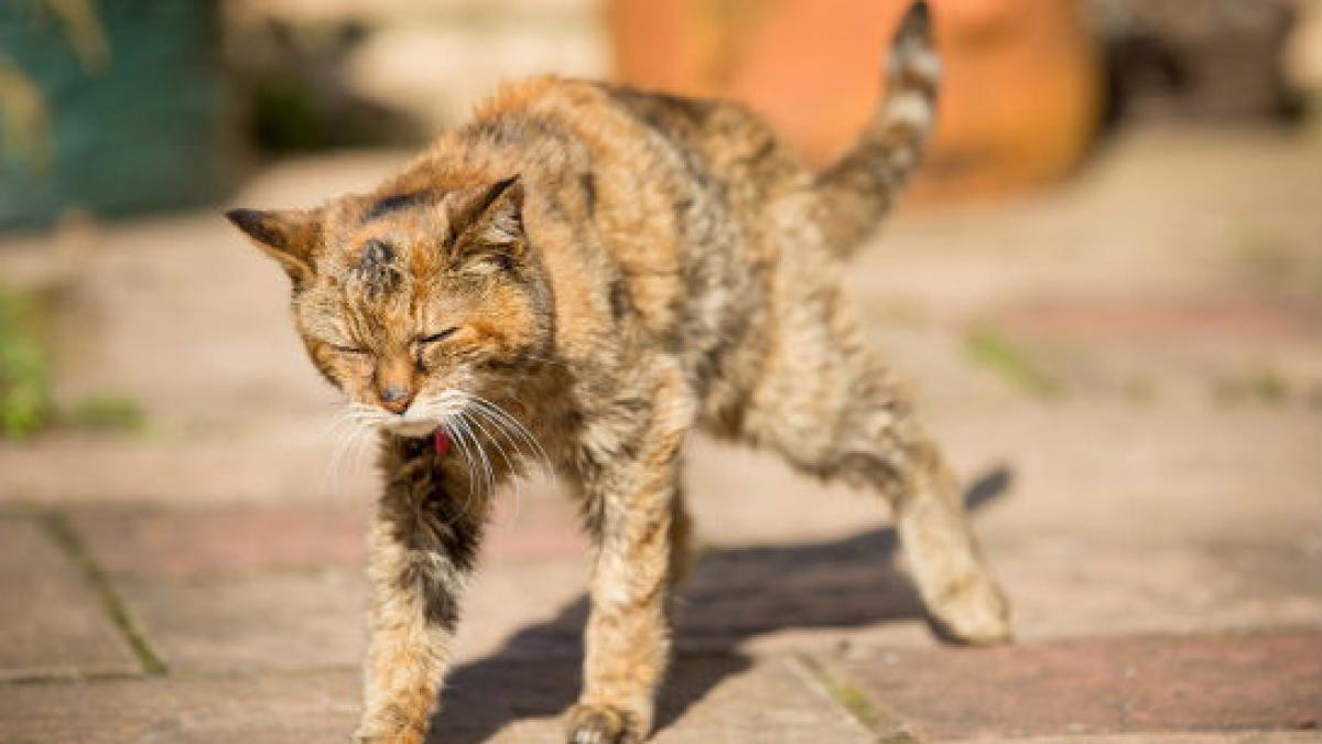 A murit cea mai bătrână pisică din lume. Câţi ani avea şi care este recordul de vârstă