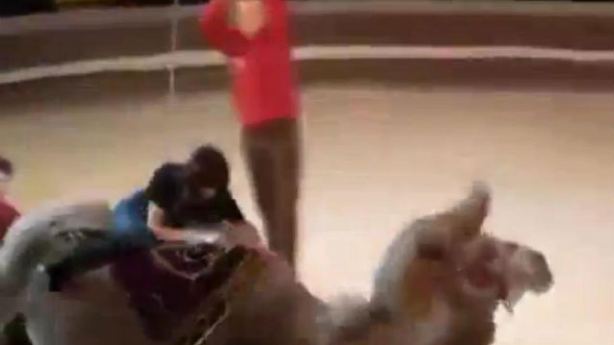 Moment jenant la circ. Ce păţeşte o spectatoare după ce acceptă să călărească o cămilă (VIDEO)