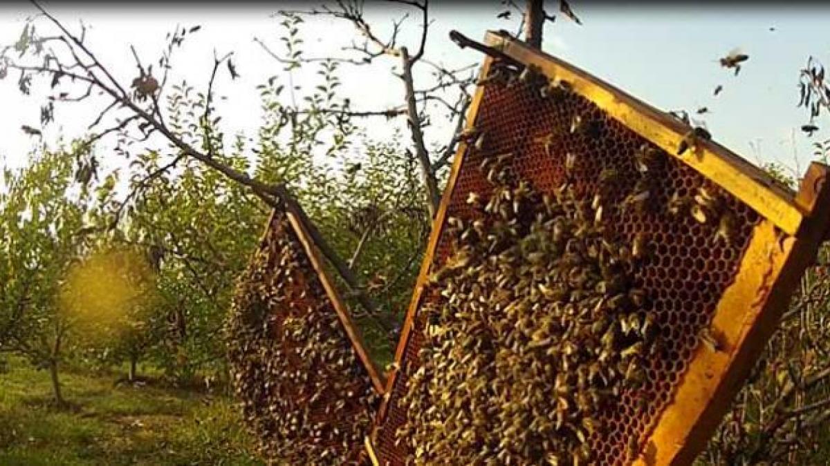  Efecte DEZASTRUOASE ale pesticidelor asupra albinelor, fluturilor şi peştilor