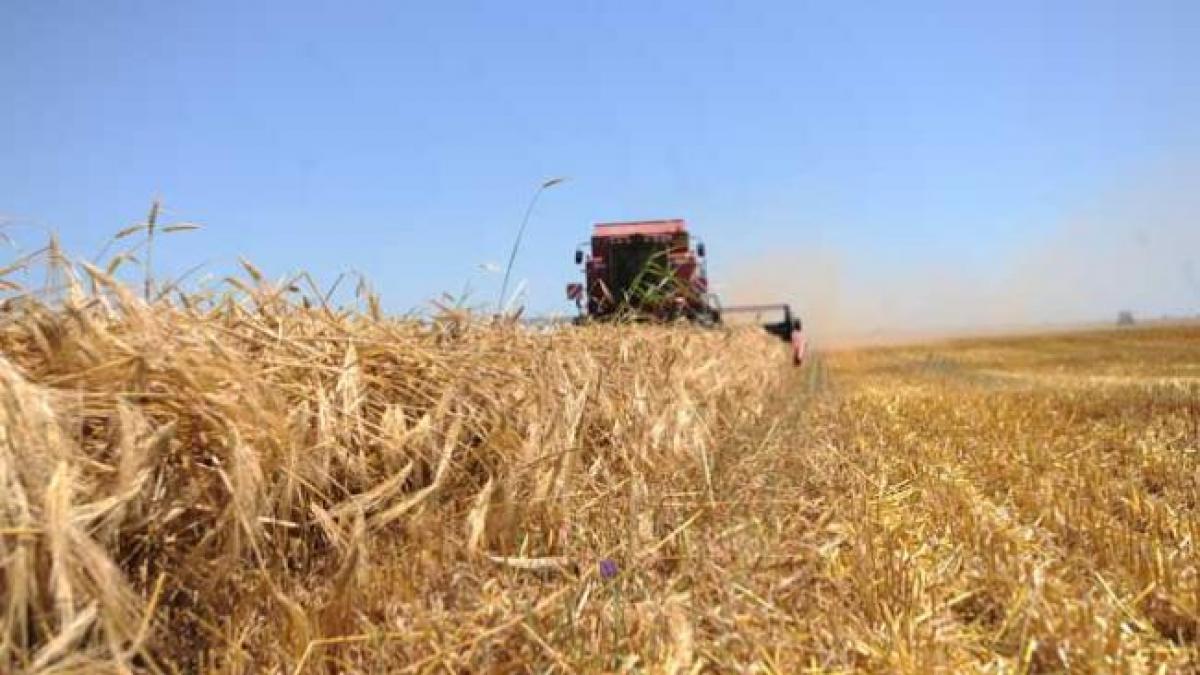 Egiptul a cumpărat 180.000 de tone de grâu din România