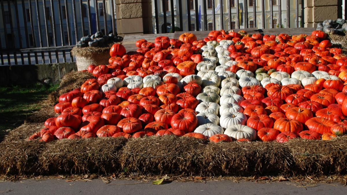 Dieta elvețiană sau „dieta cu un singur aliment pe zi”. Slăbești 5 kilograme în 2 săptămâni.