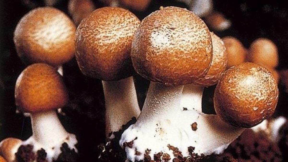 Ciuperca-zeilor, leac miraculos în boli fără leac