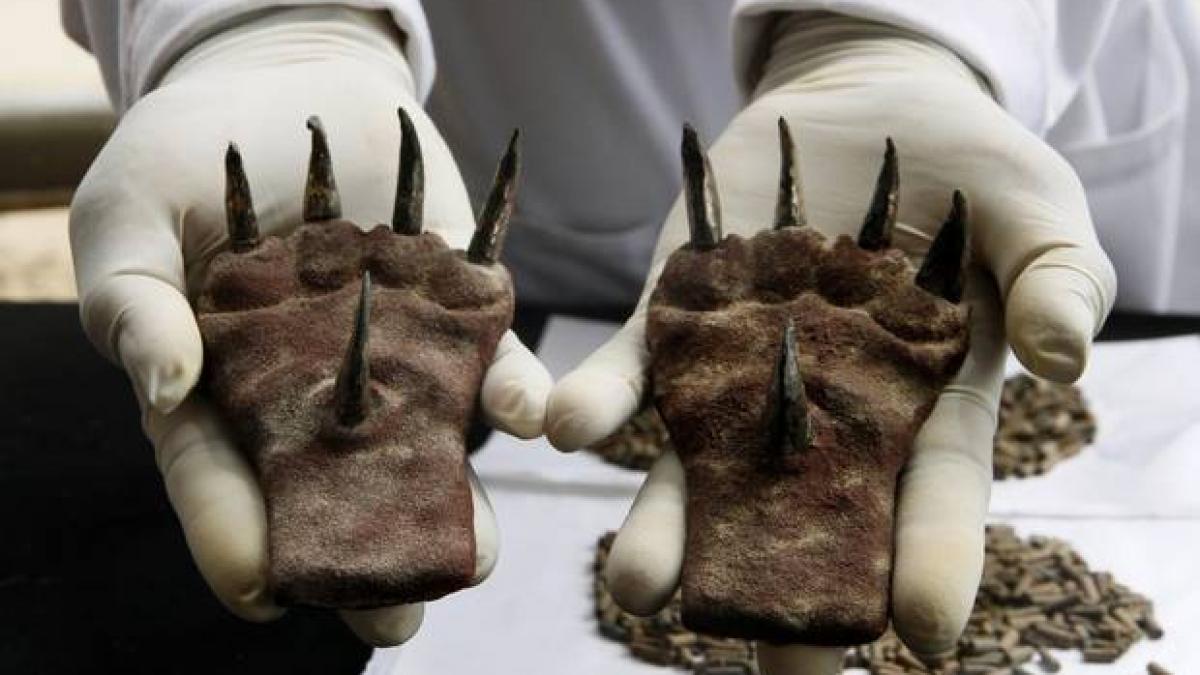 Gheare de luptă, descoperite într-un templu din Peru. Cum se câştigau astfel de trofee