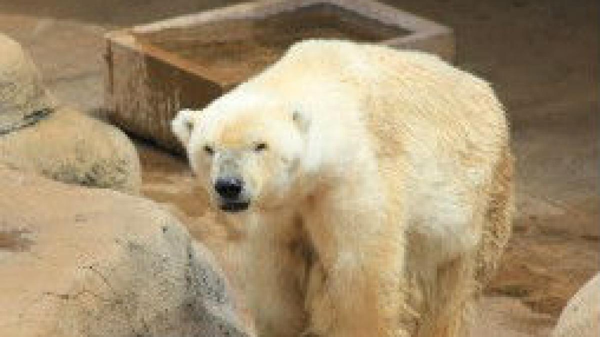 Ultimul urs polar din Africa a murit