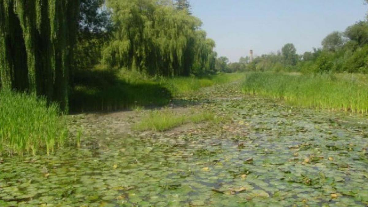 Lacul termal cu nuferi din Bihor, rezervaţie unică în Europa, în risc maxim de dispariţie