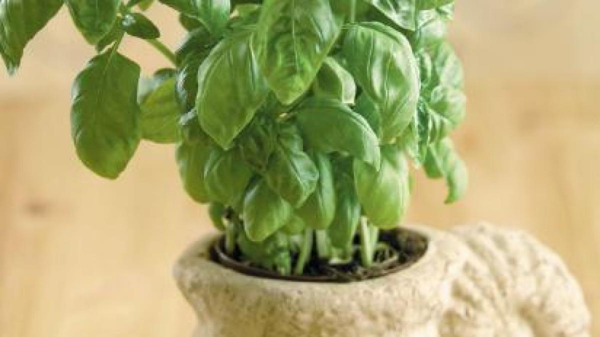 Busuiocul - planta „vrăjită” care vindecă zeci de boli