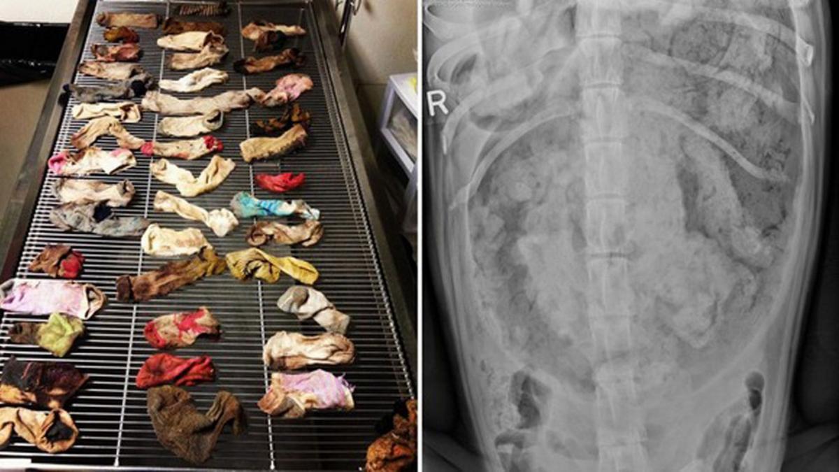De ce dispar şosetele? Un dog german a mâncat 22 de perechi