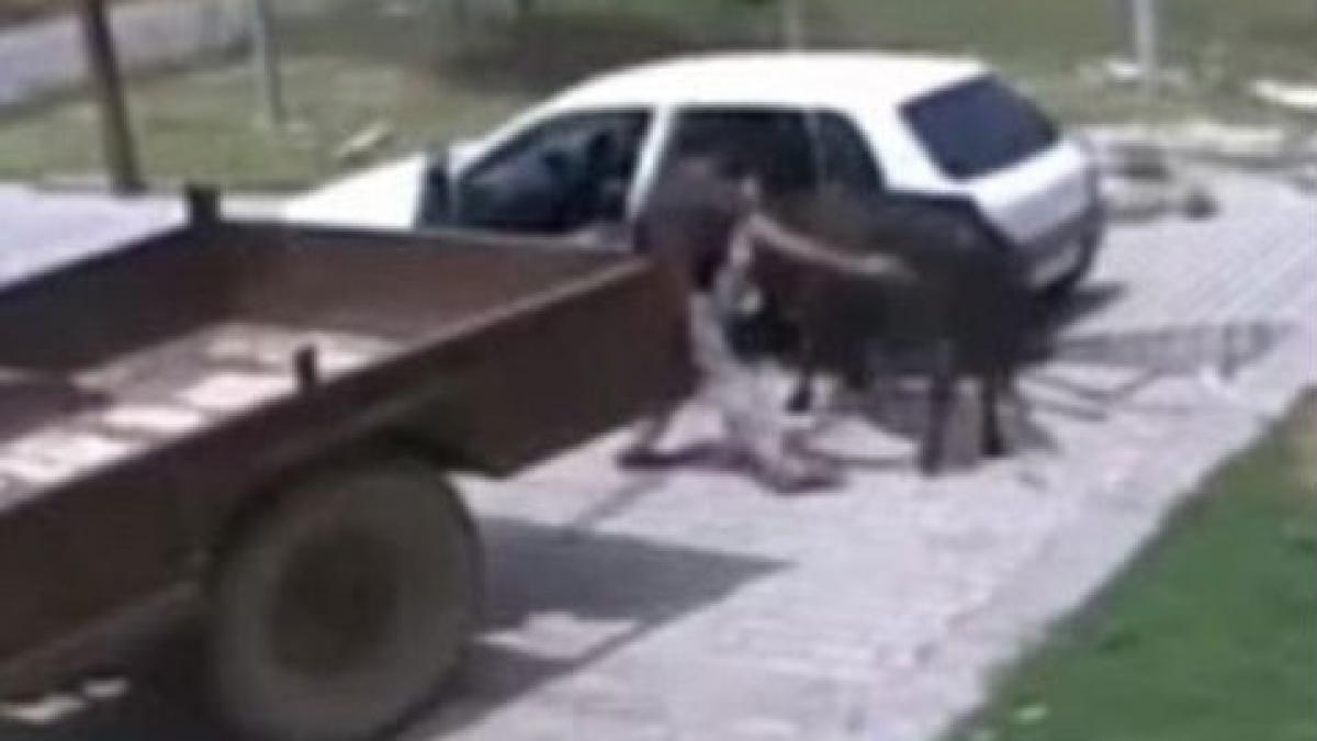 Vacă răpită şi urcată pe bancheta din spate a unui automobil (VIDEO)