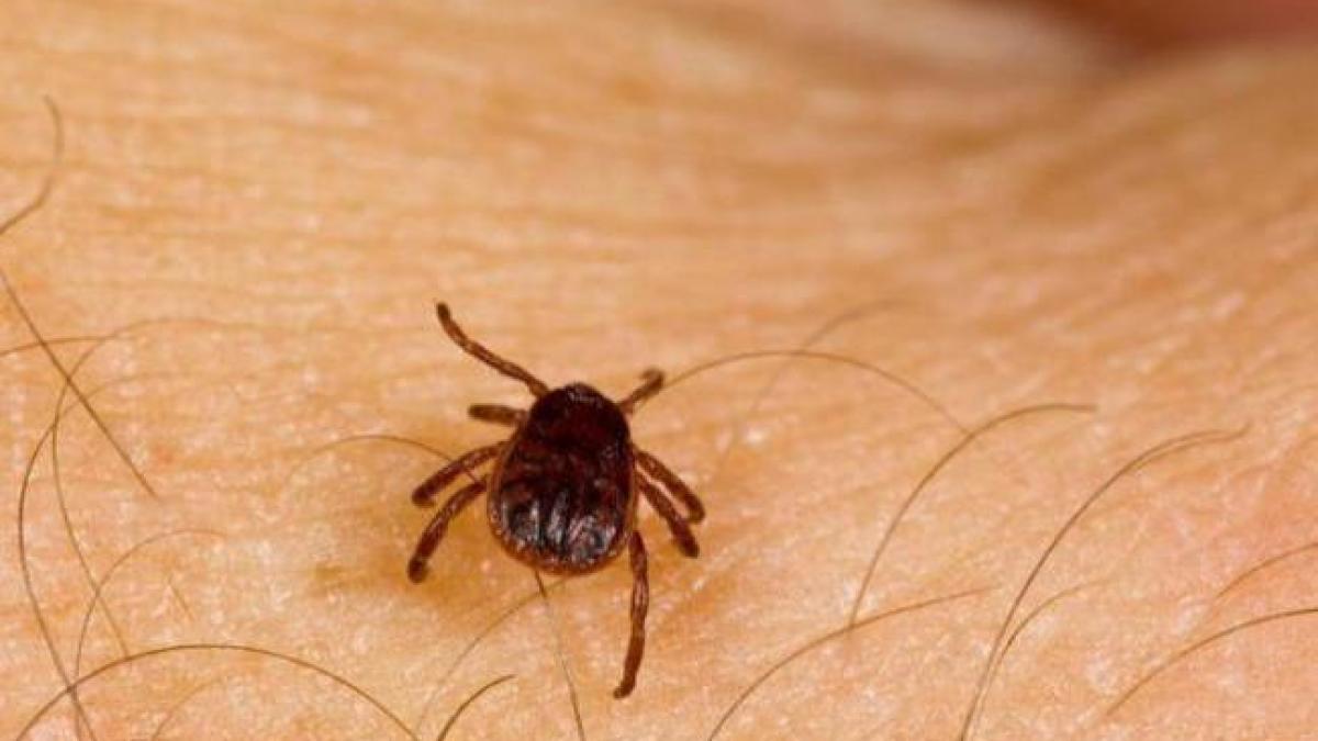 Două noi cazuri de boală Lyme, în Galaţi
