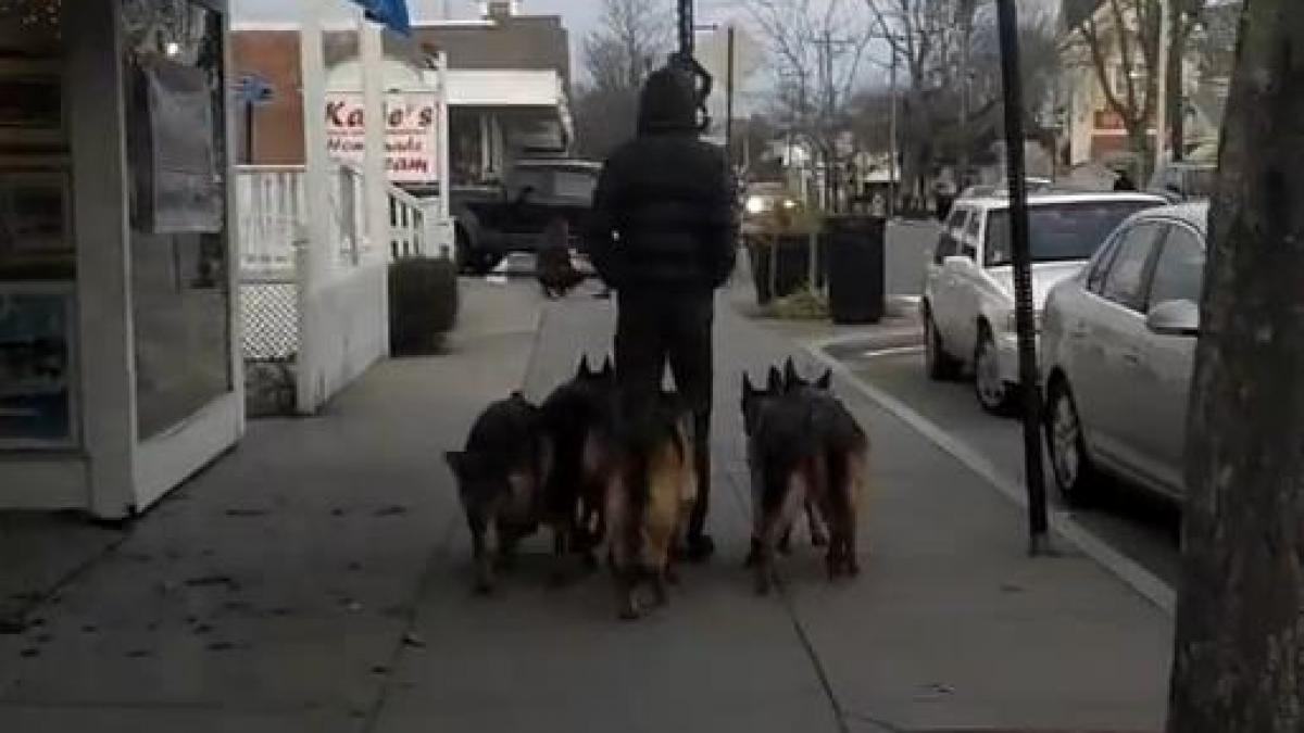 video acest tanar nu foloseste lesa cand iese pe strada cu haita de caini