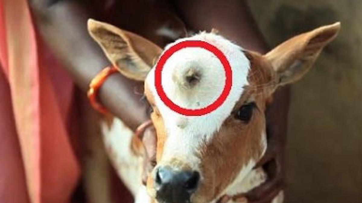 Viţel născut cu trei ochi, venerat ca încarnarea zeului Shiva, în India (VIDEO)