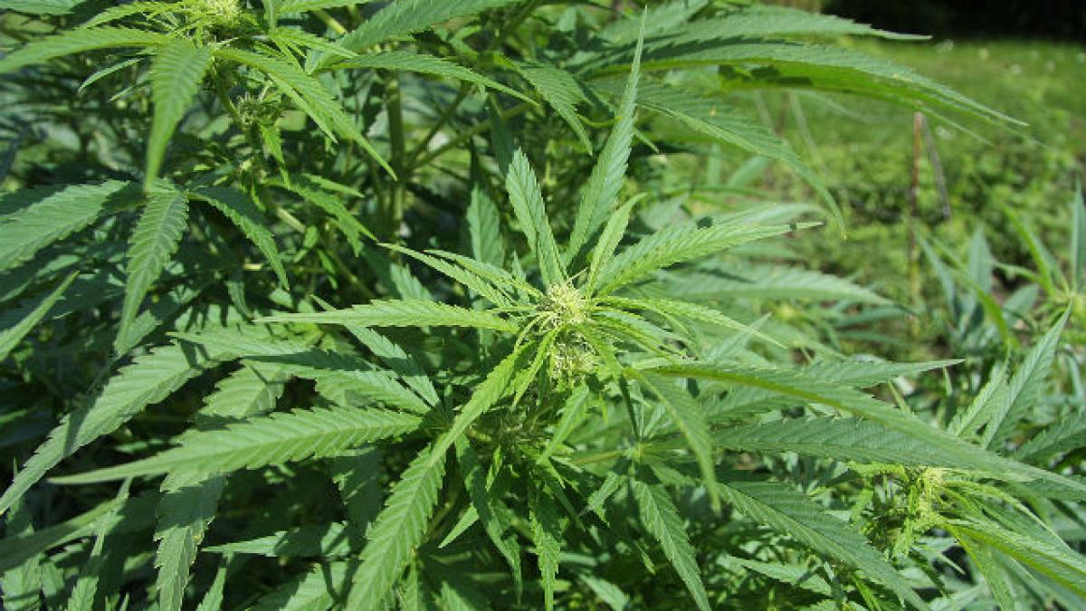 Cultură de cannabis, descoperită de procurori în satul Cucova din Iaşi 