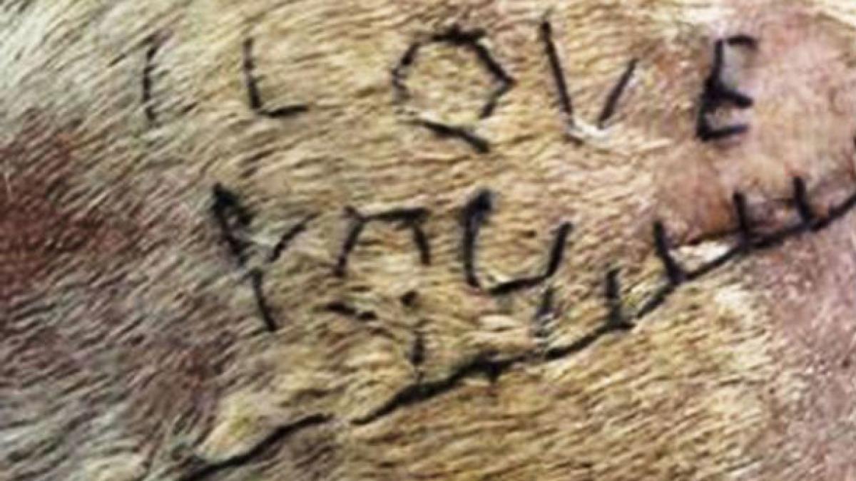 Mesaj de dragoste, scris cu copci de un veterinar pe stomacul unui câine