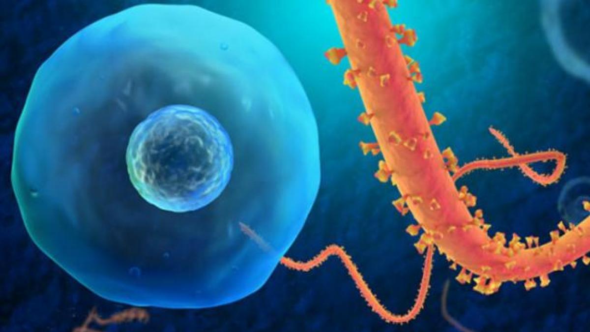 Ebola, folosită ca ARMĂ BIOLOGICĂ