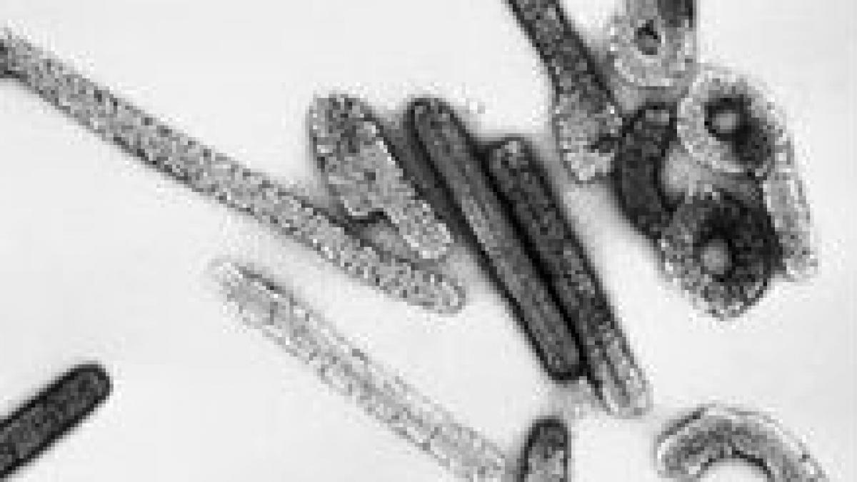 Un alt virus asemănător cu Ebola a început să se manifeste în Africa