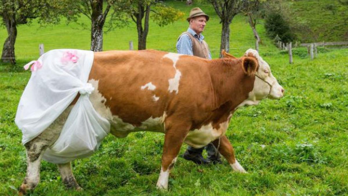 Un fermier german a pus scutece vacilor pentru a nu încălca legislaţia europeană