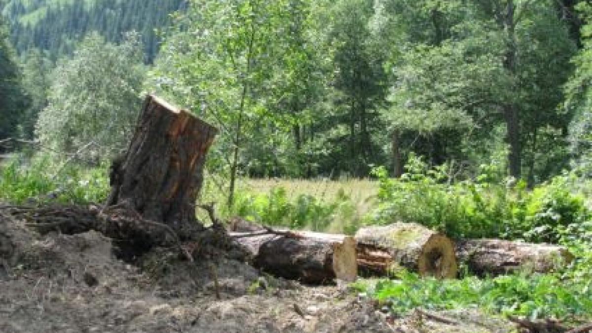 Ponta a cerut o evaluare a proiectului "Radarul pădurilor". Programul este bazat pe un software de urmărire a lemnului