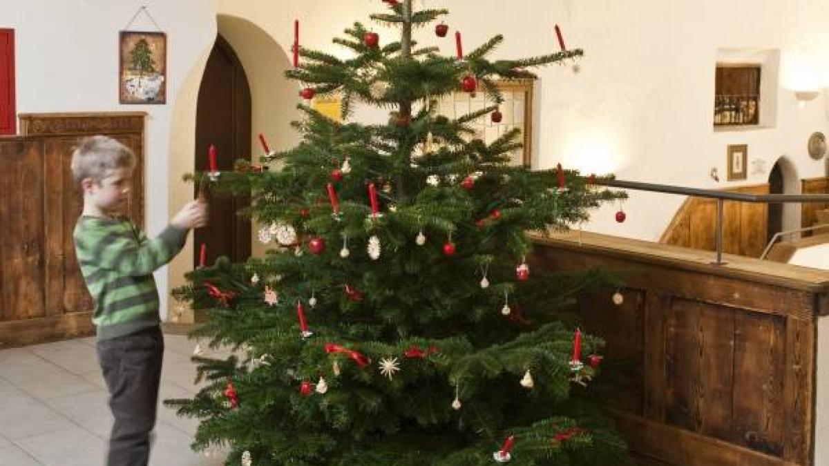 Brazii de Crăciun naturali sunt mai buni pentru sănătate decât cei artificiali