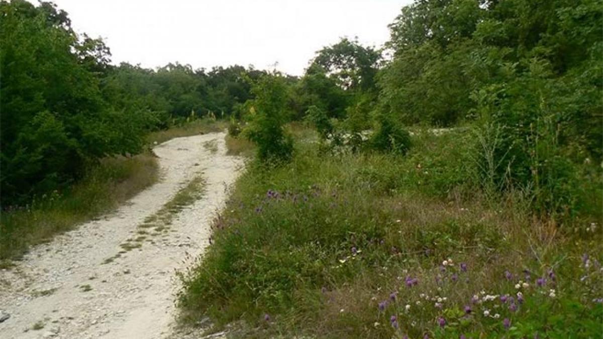 Dobrogea impadurita din pix. Dezastrul pe banii publici si paduri inexistente 