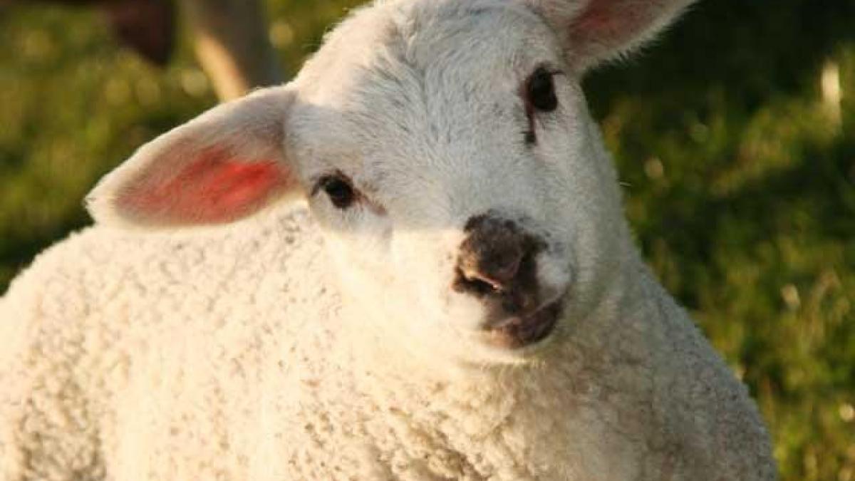 Masa de Paște și informații prețioase înainte de orice cumpărături. Carnea de miel proaspătă