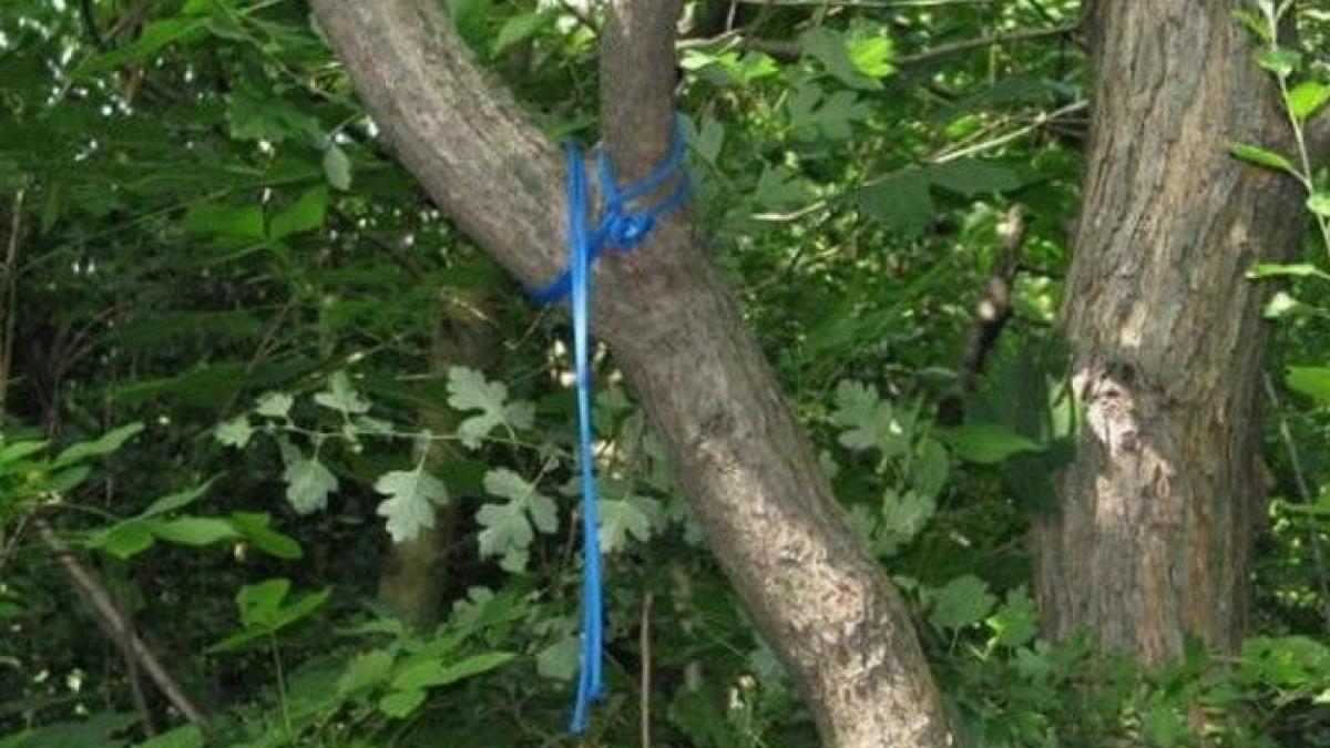 Fată de 14 ani din Vrancea, găsită spânzurată de un pom, cu un bilet prins de haină. Ce mesaj a lăsat adolescenta