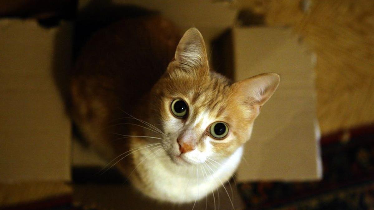 În Turcia cruzimea față de animale se pedepsește cu închisoare. Câți ani va sta în pușcărie ucigașul unei pisici 