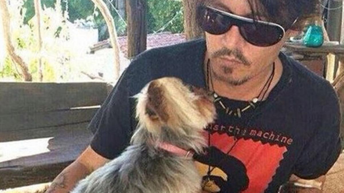 Câinii lui JOHNNY DEPP sunt ameninţati cu MOARTEA